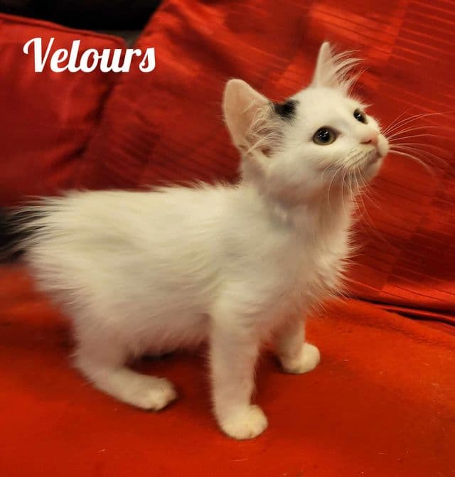 Photo de Velours