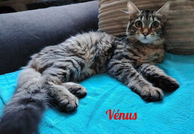 Photo de Vénus-2