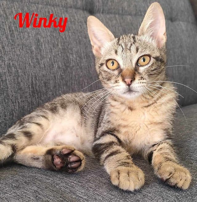 Photo de Winky