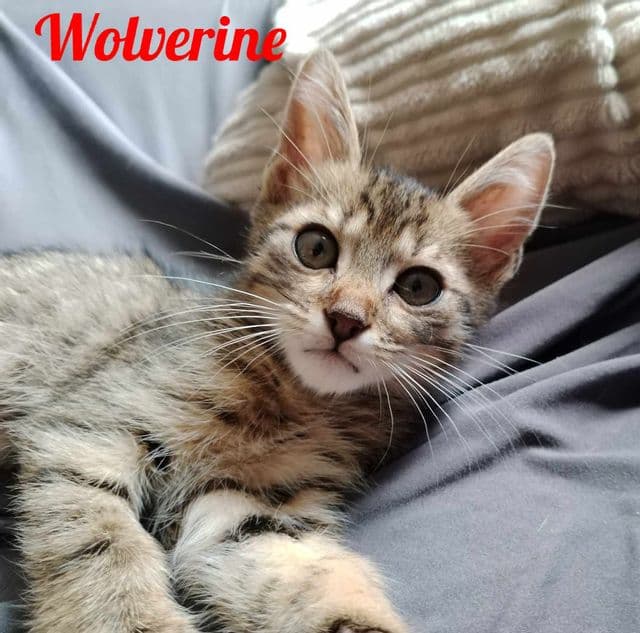Photo de Wolverine