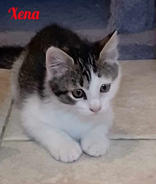 Photo de Xena