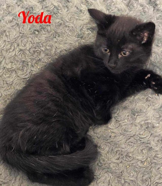 Photo de Yoda