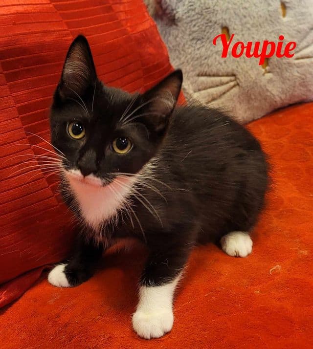 Photo de Youpie