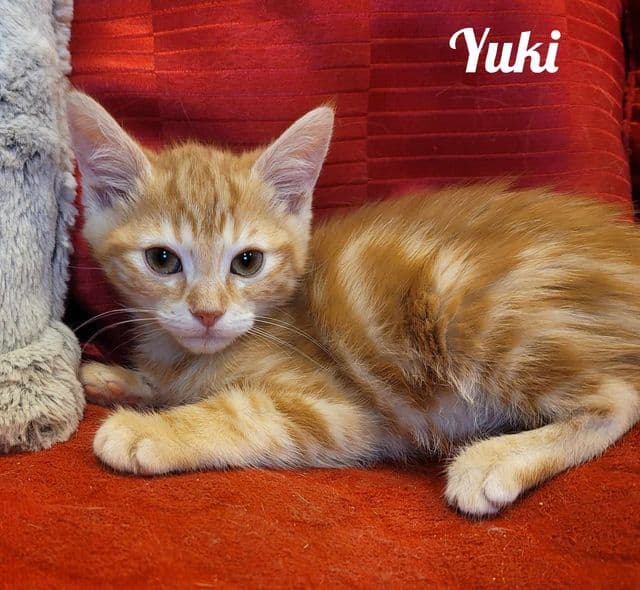Photo de Yuki