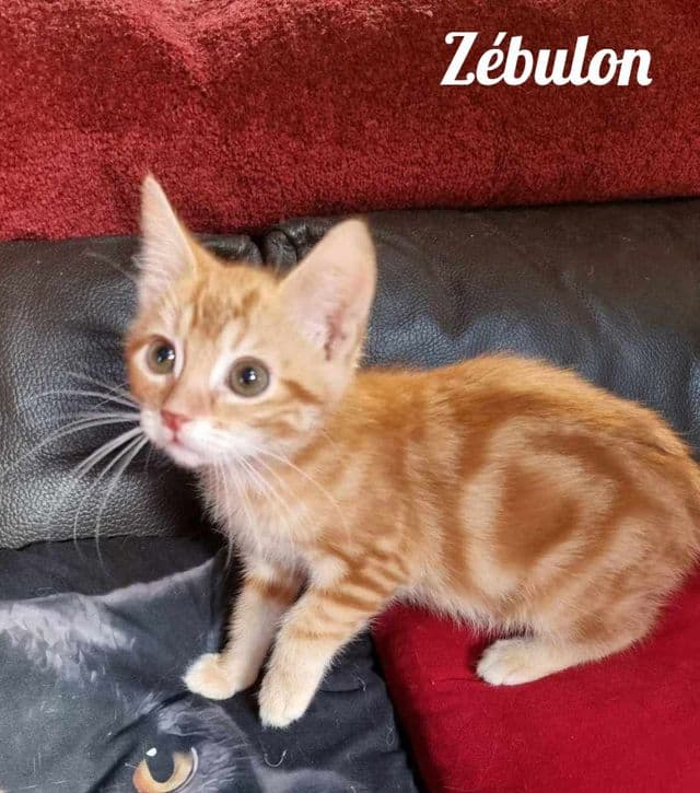Photo de Zébulon