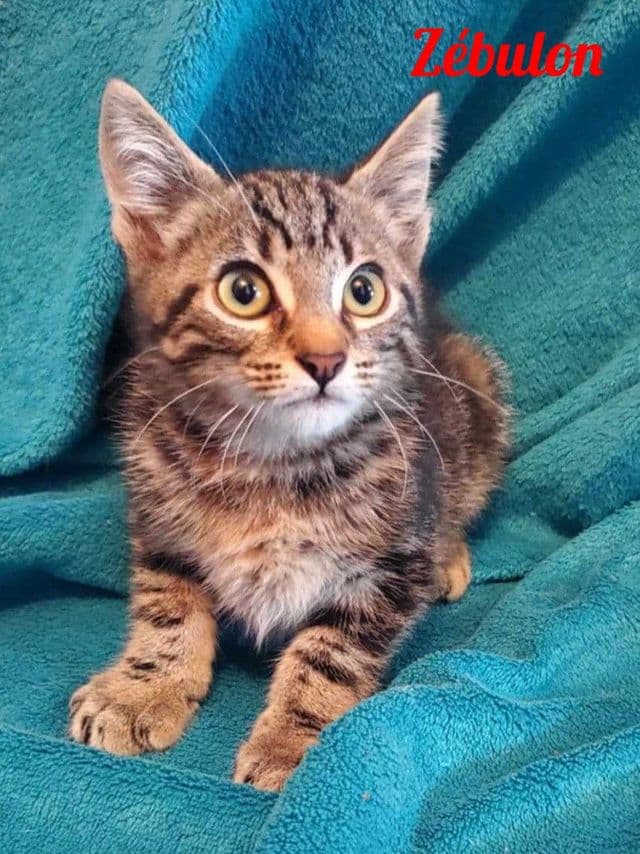 Photo de Zébulon