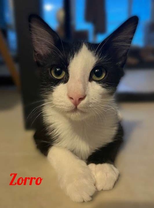 Photo de Zorro