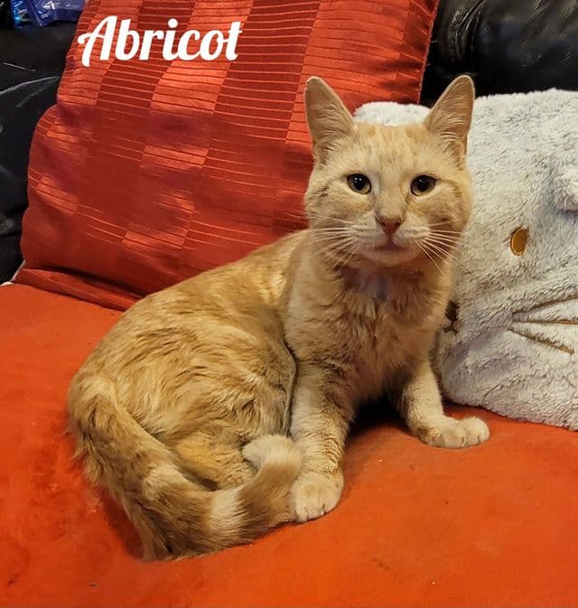 Photo de Abricot