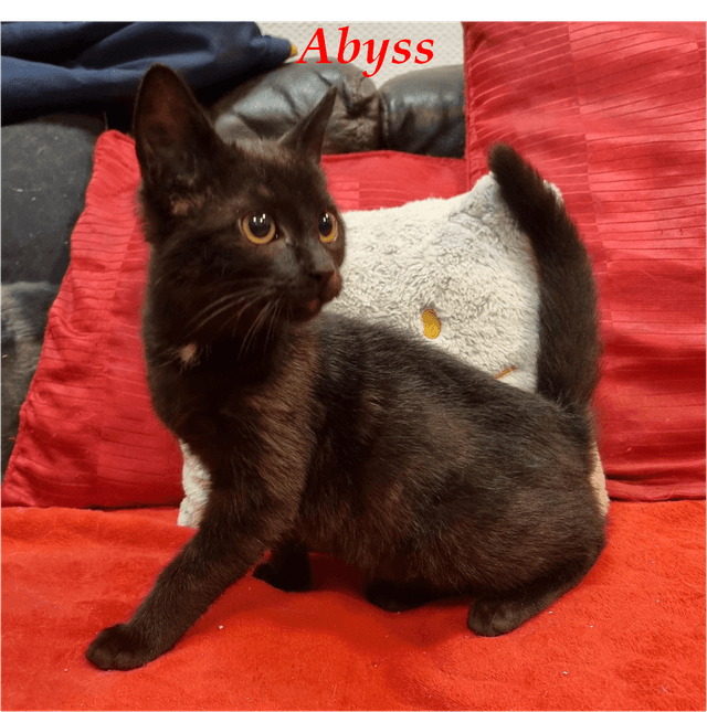 Photo de Abyss