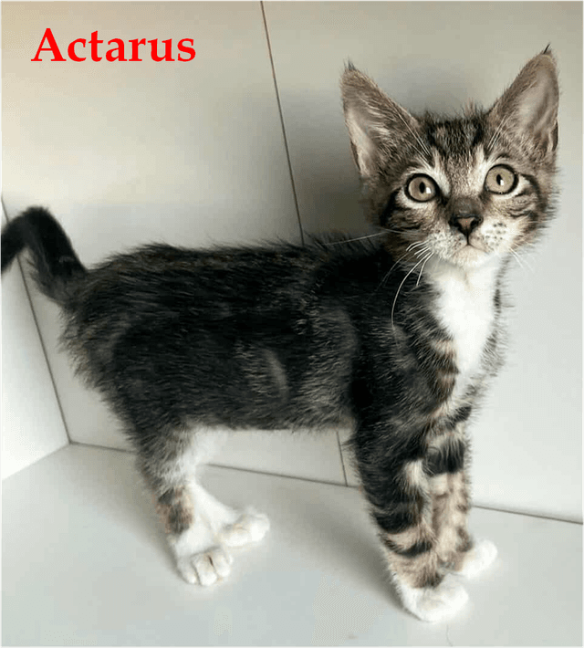 Photo de Actarus