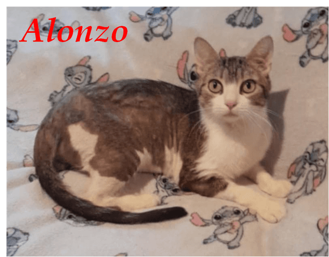 Photo de Alonzo4