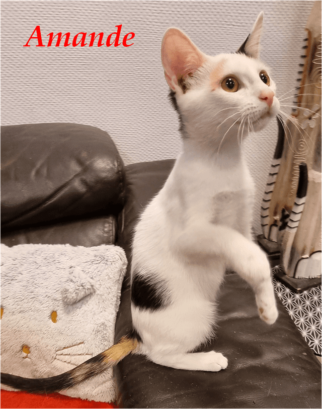 Photo de Amande