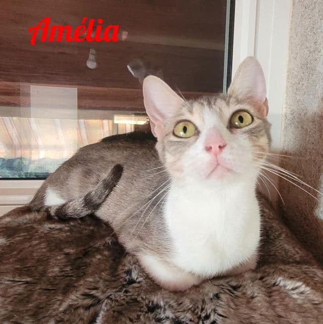 Photo de Amélia