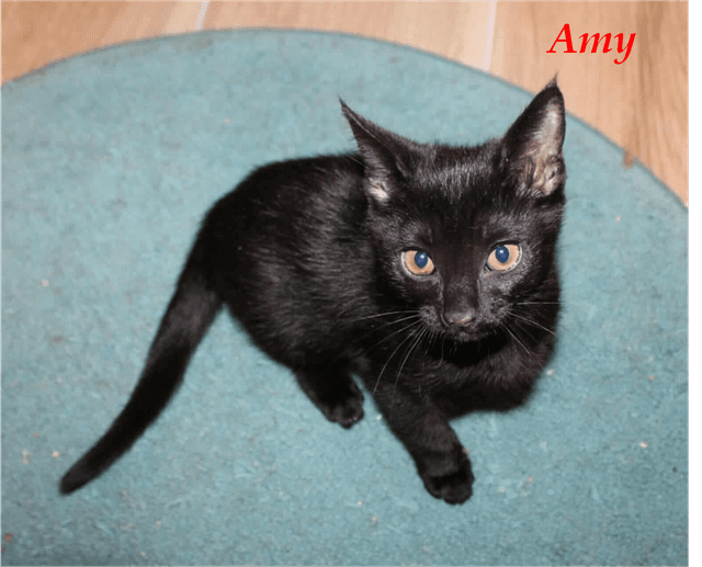 Photo de Amy