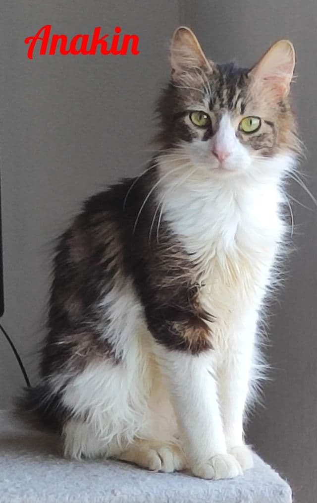 Photo de Anakin