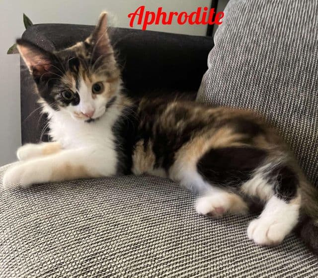 Photo de Aphrodite-chez-cynthia