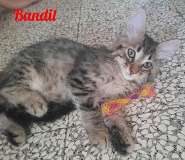 Photo de Bandit-2