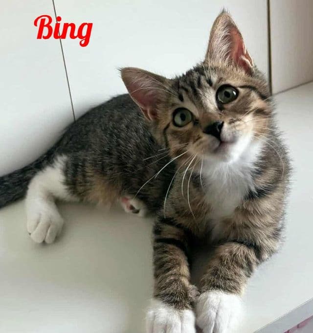 Photo de Bing