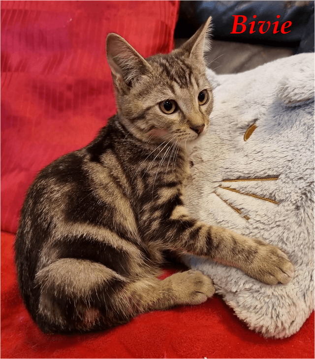 Photo de Bivie