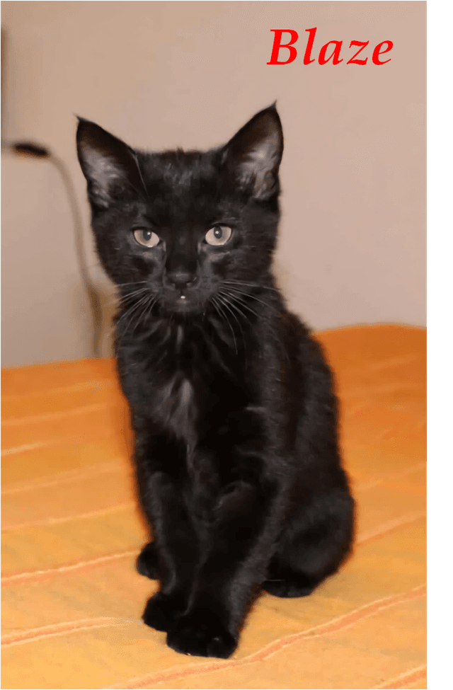 Photo de Blaze