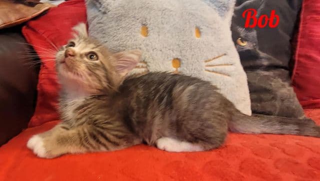 Photo de Bob-amélia