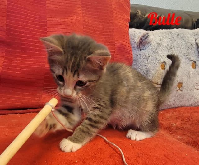 Photo de Bulle