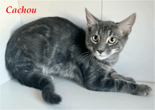 Photo de Cachou