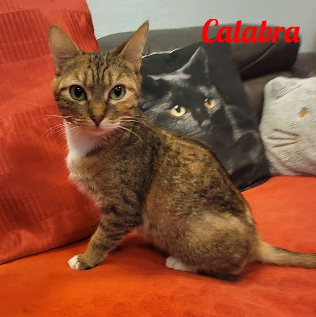 Photo de Calabra