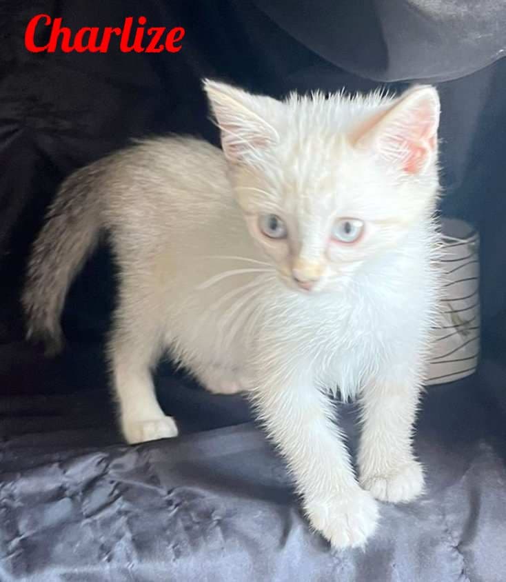 Photo de Charlize