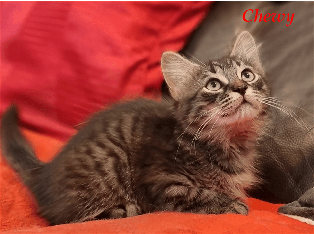 Photo de Chewy