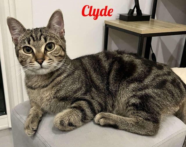 Photo de Clyde-2