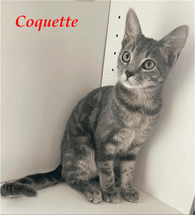 Photo de Coquette
