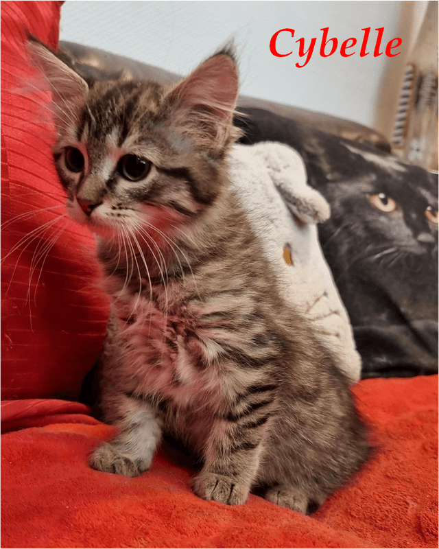 Photo de Cybelle