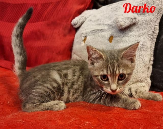 Photo de Darko
