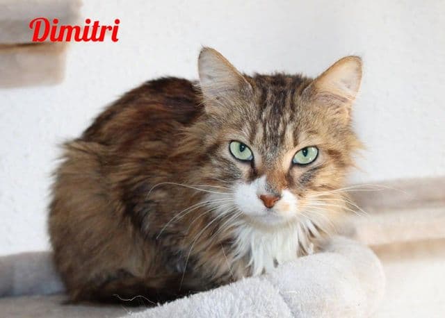 Photo de Dimitri-2