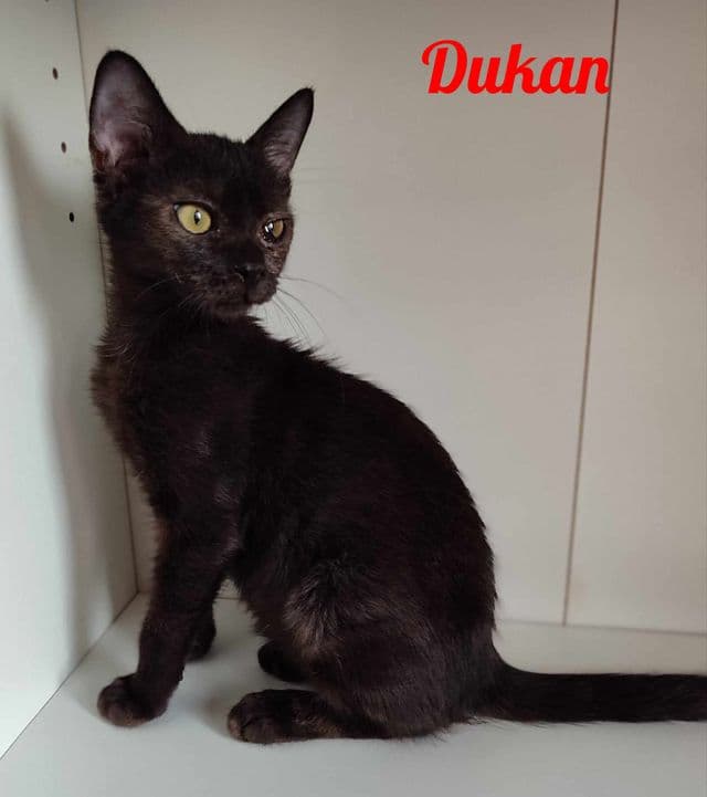 Photo de Dukan