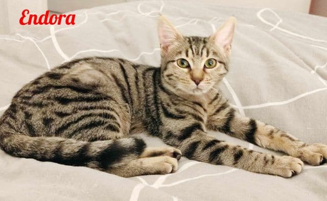 Photo de Endora-3