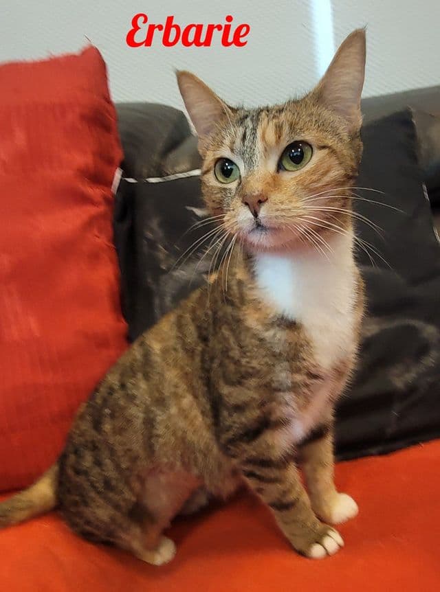Photo de Erbarie