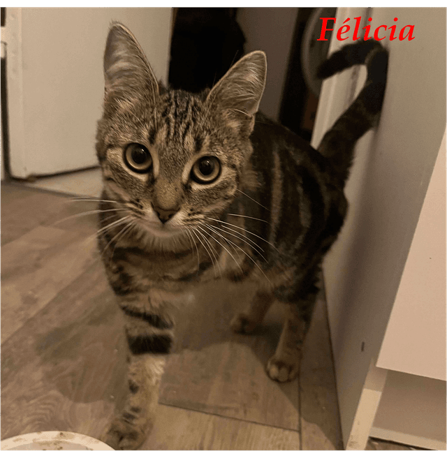 Photo de Félicia