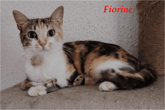 Photo de Fiorine