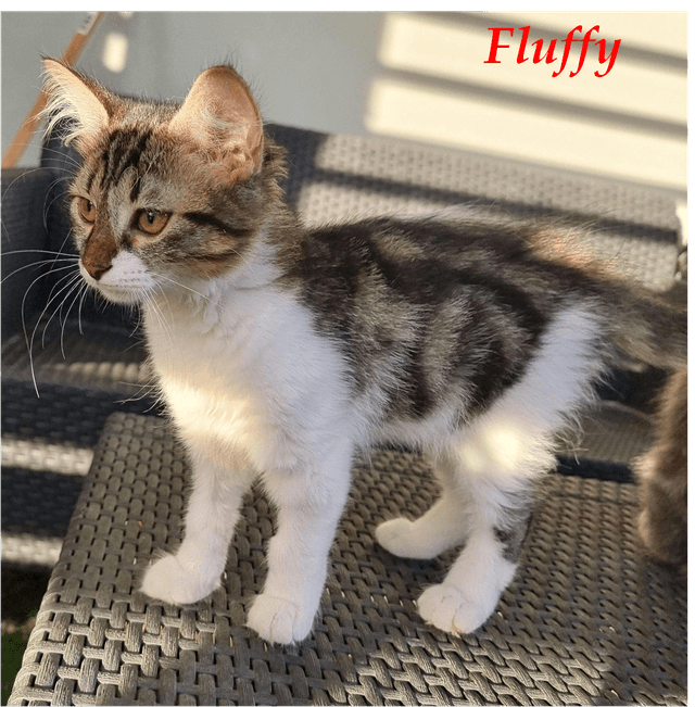 Photo de Fluffy chez carla