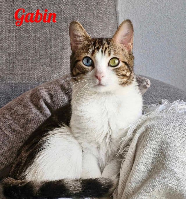Photo de Gabin