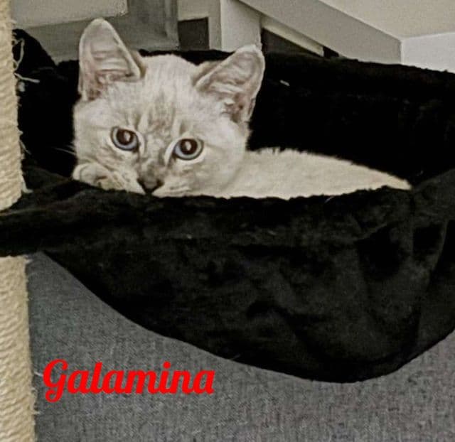 Photo de Galamina