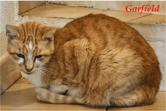 Photo de Garfield bar a chats