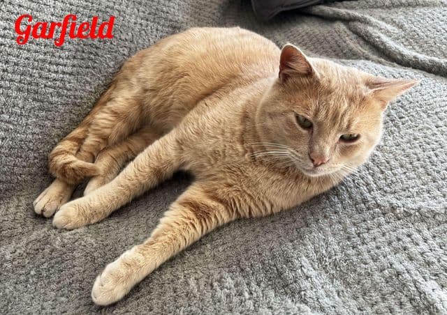 Photo de Garfield