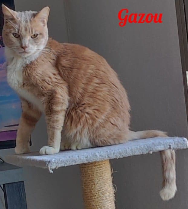 Photo de Gazou
