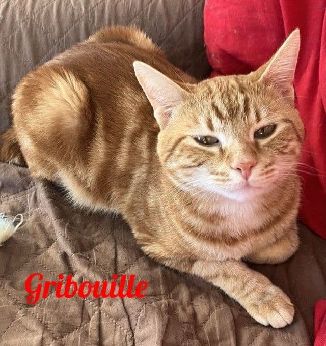 Photo de Gribouille