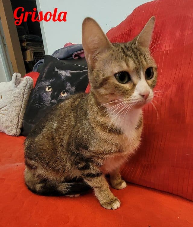 Photo de Grisola