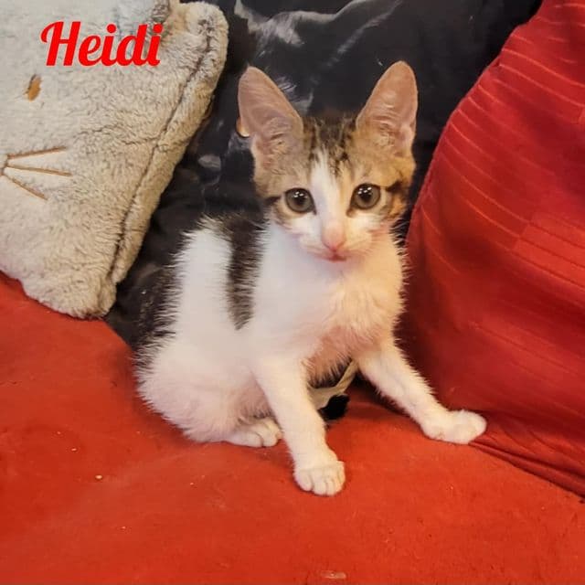 Photo de Heidi