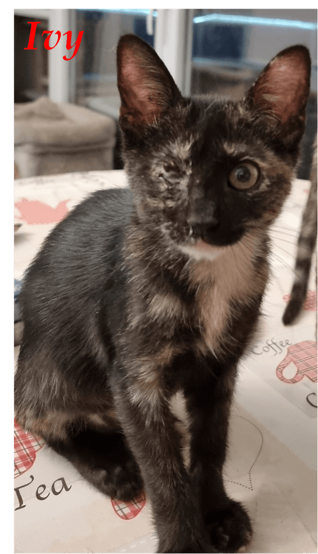 Photo de Ivy